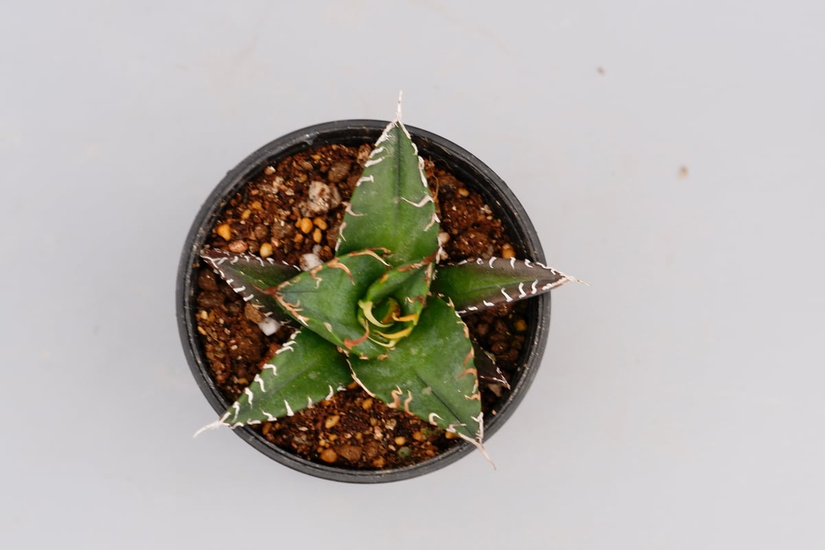 アガベ チタノタ シーザー Agave titanota caesar 093 | Sunny