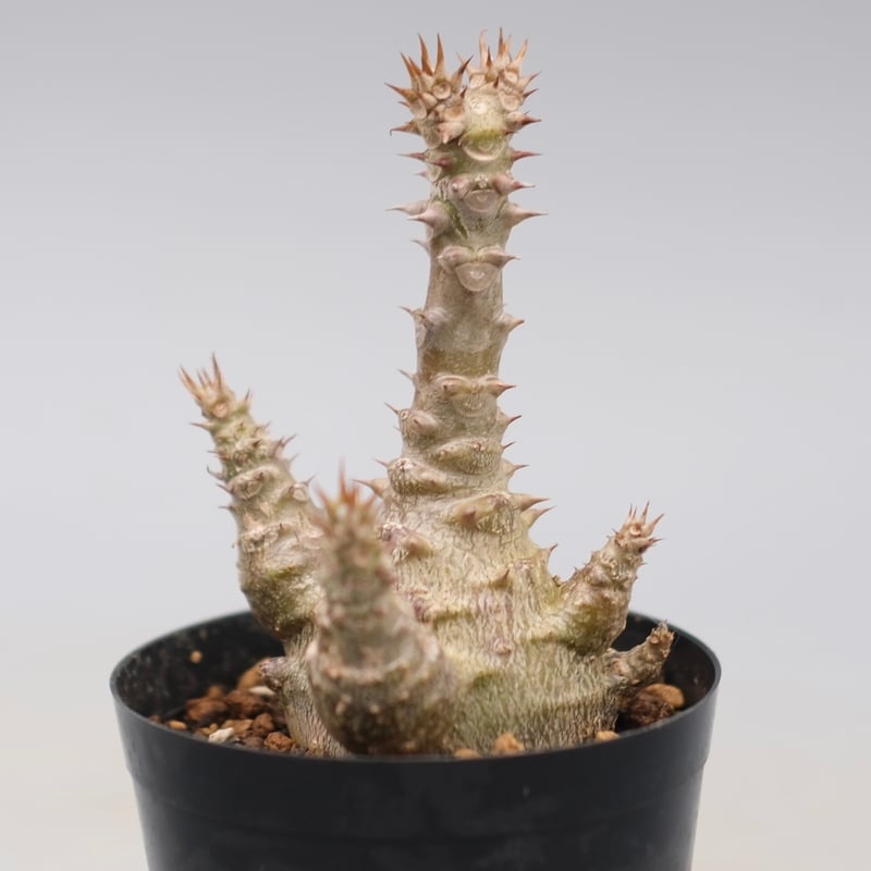 パキポディウム ウィンゾリー 実生株 135 Pachypodium windsorii |