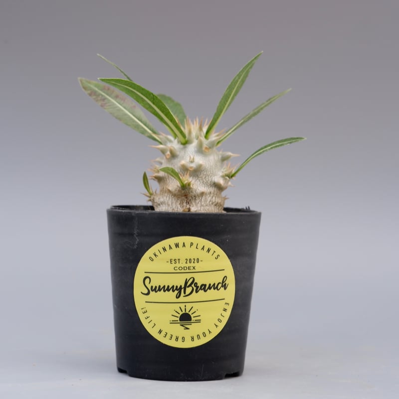 パキポディウム ロスラーツム 実生株 004 Pachypodium rosulatum ve