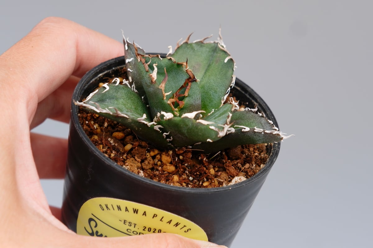 アガベ チタノタ 白鯨 Agave titanota white whale 146 | Su