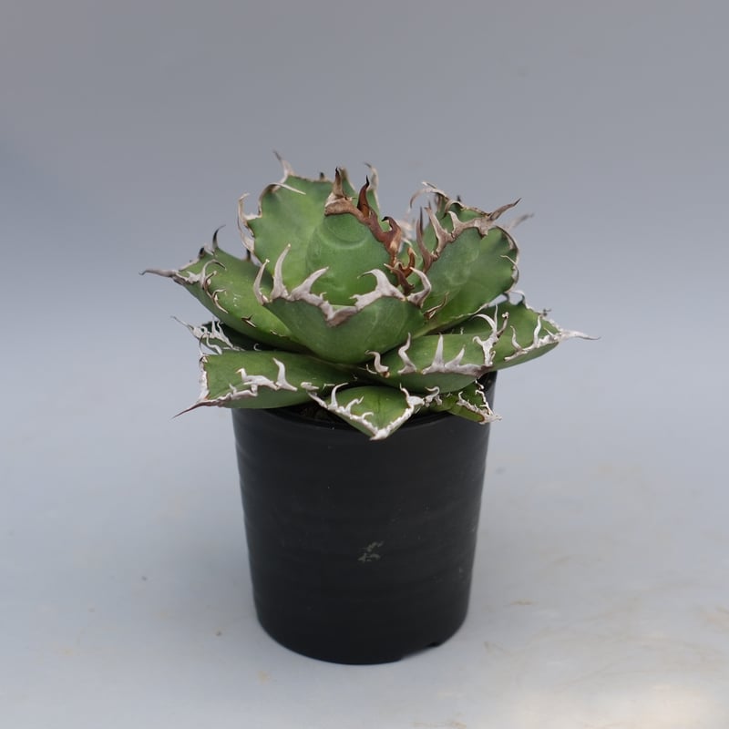アガベ チタノタ シーザー Agave titanota caesar 169 | Sunny