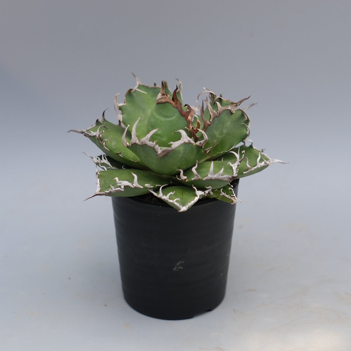 アガベ チタノタ シーザー Agave titanota caesar 169 | Sunny