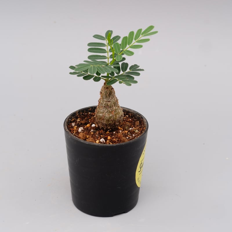 センナ メリディオナリス 実生株 Senna meridionalis 007 | Sunny