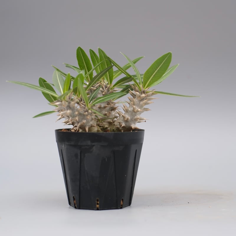 パキポディウム ロスラーツム 実生株 013 Pachypodium rosulatum ve