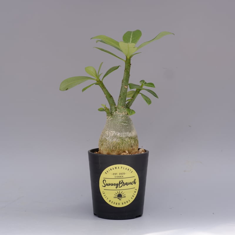 現品】塊根植物 アデニウム ソマレンセ 8号鉢