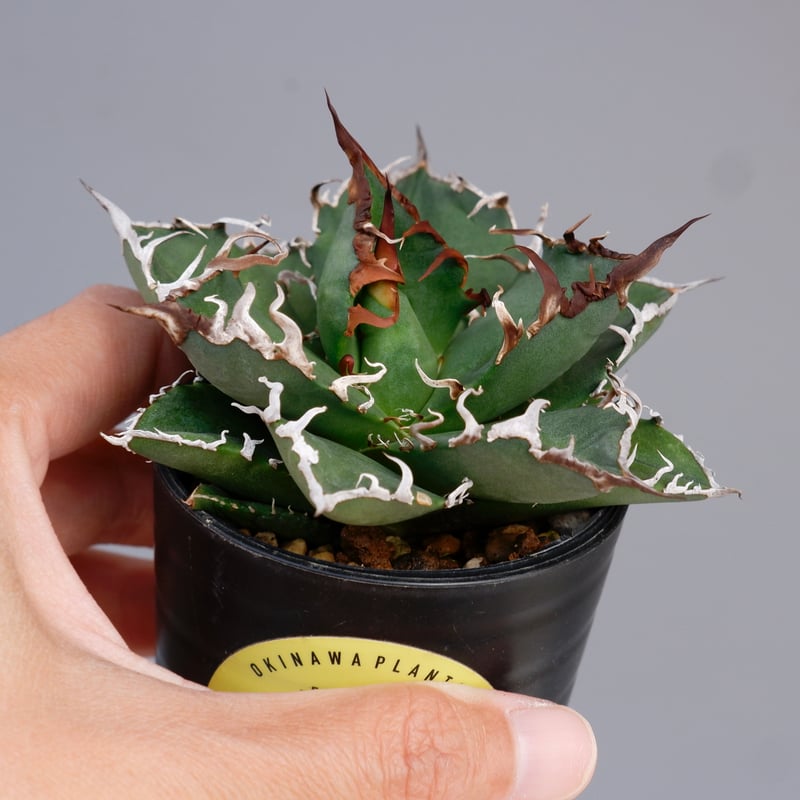 アガベ チタノタ シーザー Agave titanota caesar 144 | Sunny