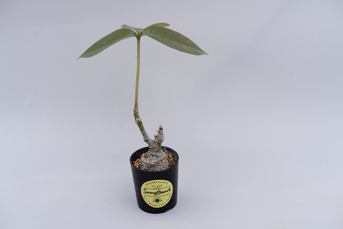 プセウド ボンバックス まん丸仕立て009 Pseudobombax ellipticum |