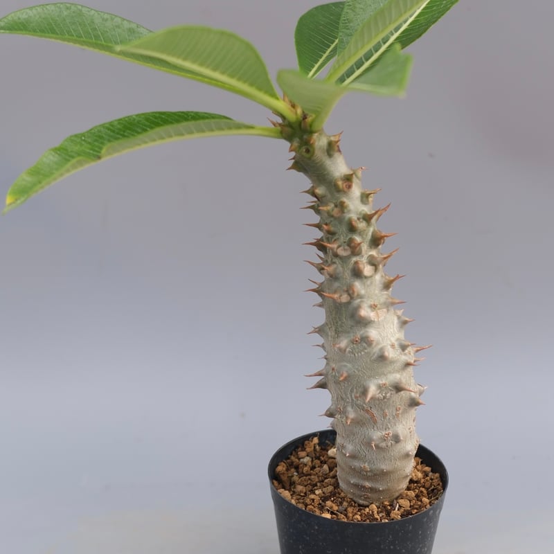 パキポディウム バロニー実生株033 Pachypodium baronii | Sunny