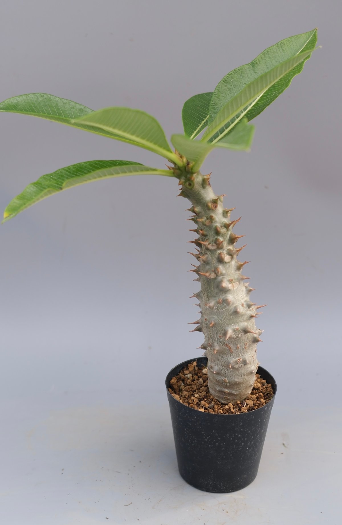 パキポディウム バロニー Pachypodium baronii パキポディウム バロニー実生株033 Pachypodium baronii | Sunny