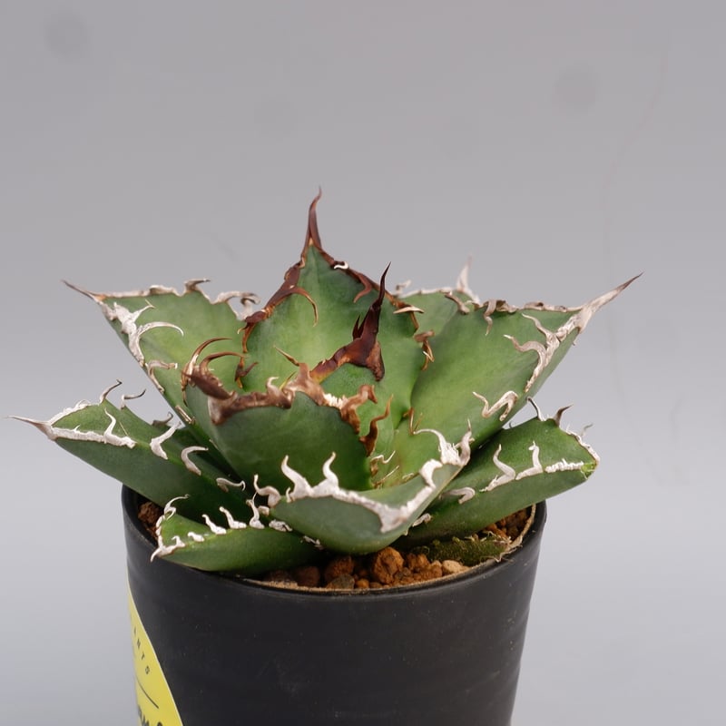 アガベ チタノタ シーザー Agave titanota caesar 142 | Sunny