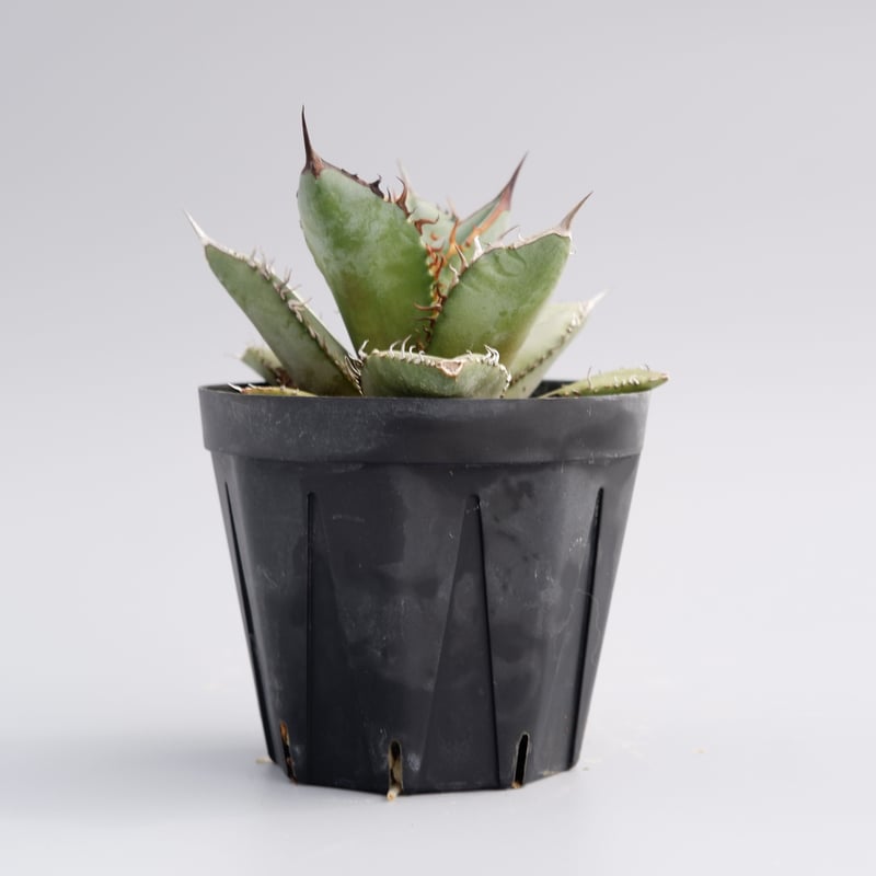 AGAVE OTEROI OAXACA 実生株 AGAVE OTEROI OAXACA 実生株