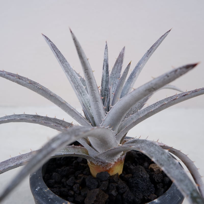 人気 ディッキア ビッグブラザー Dyckia Big Brother