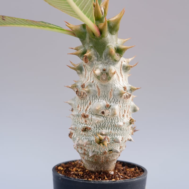 パキポディウムバロニー　ダブルベッド　抜き苗 パキポディウムバロニー ダブルベッド 抜き苗 パキポディウム バロニー