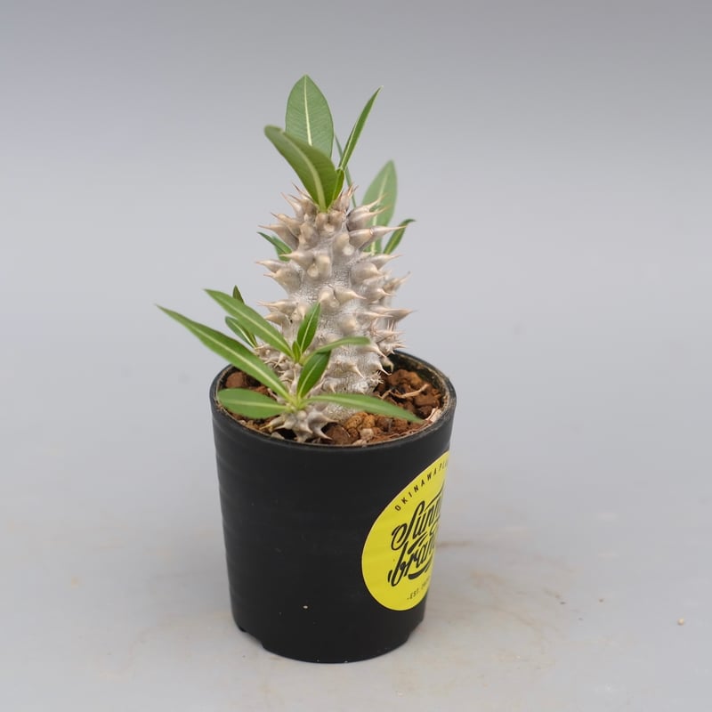 パキポディウム ホロンベンセ 実生株 004 Pachypodium