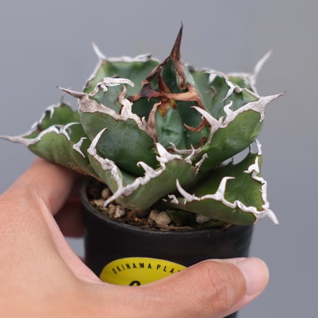 アガベ白鯨 | STORES