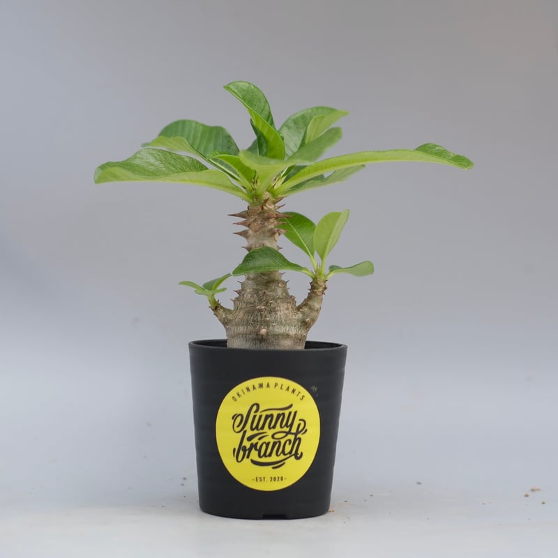 パキポディウム ウィンゾリー 実生株 057 Pachypodium windsorii