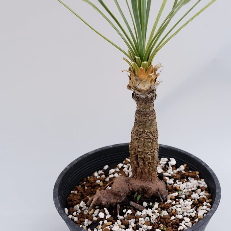 33 ユッカ ロストラータ 発根済 yucca rostrata | nate-hospital.com