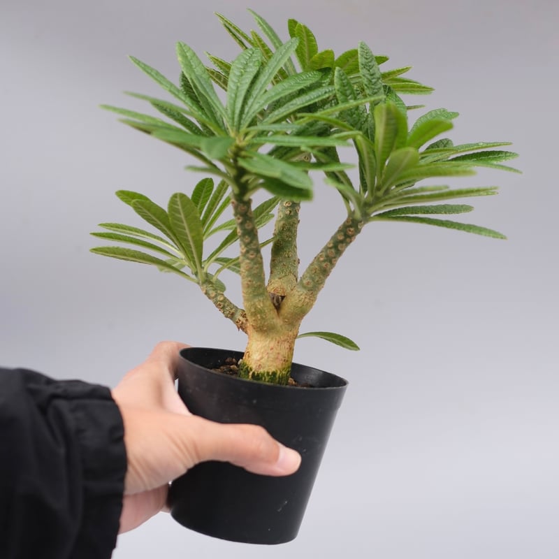 ドルステニア ギガス059 Dorstenia gigas | Sunny Branch