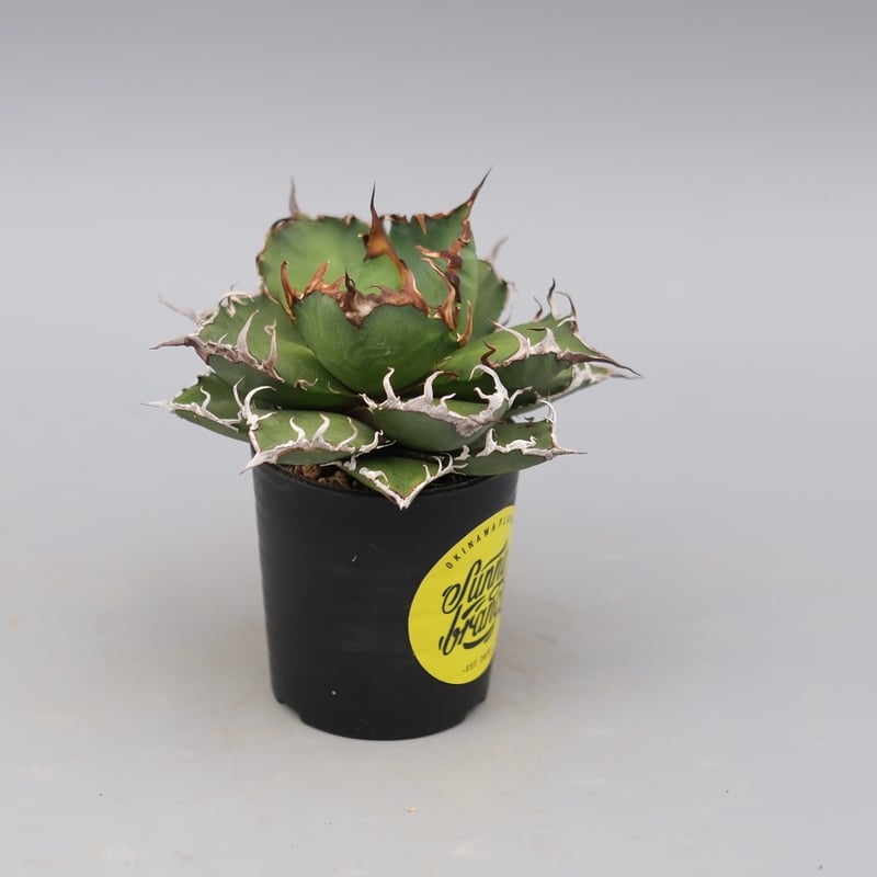 アガベ チタノタ シーザー Agave titanota caesar 148 | Sunny