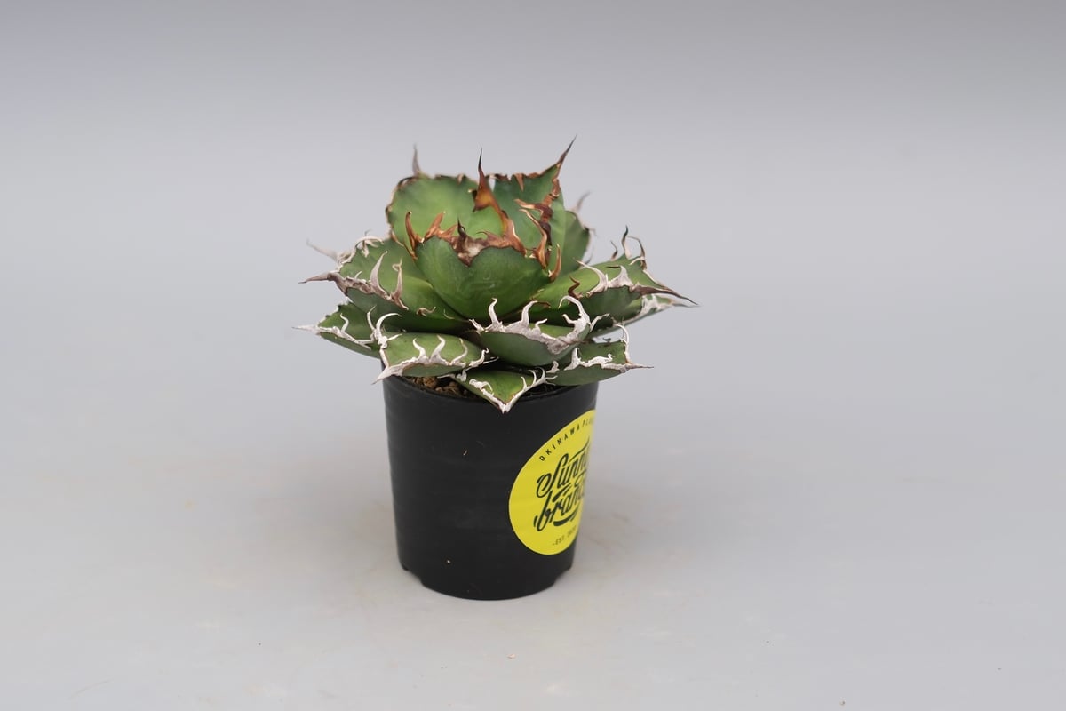 アガベ チタノタ シーザー Agave titanota caesar 148 | Sunny