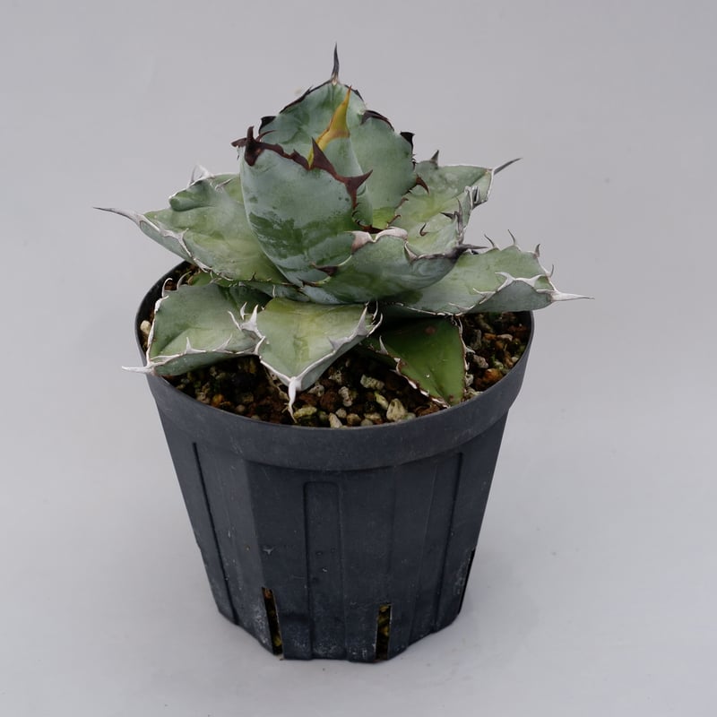 アガベ チタノタ ブラックアンドブルー Agave titanota BB 032 | Sun