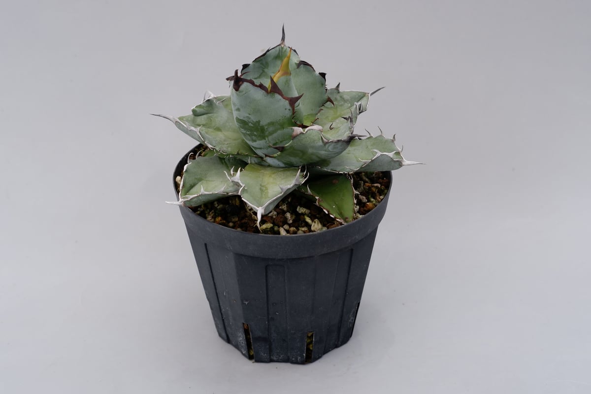 アガベ チタノタ ブラックアンドブルー Agave titanota BB 032