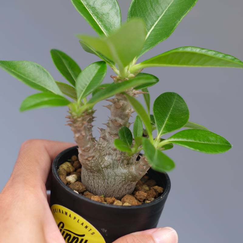 パキポディウム ウィンゾリー 実生株 054 Pachypodium windsorii |