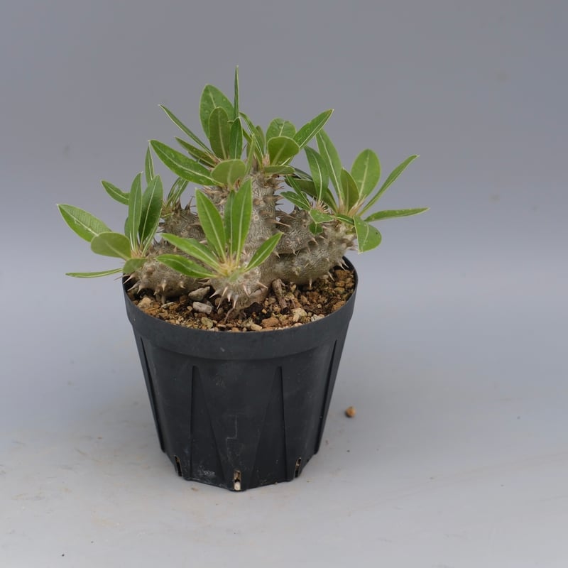 ★*★様 パキポディウム ロスラーツム 実生8年目株 fit=scale-down,w=1200