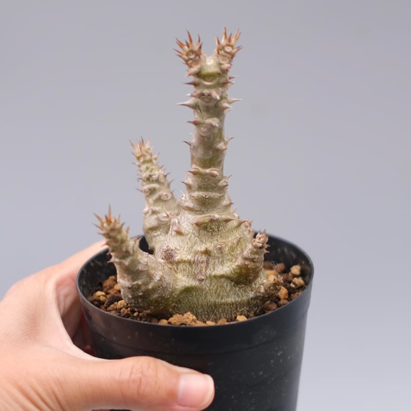 パキポディウム ウィンゾリー 実生株 135 Pachypodium windsorii |