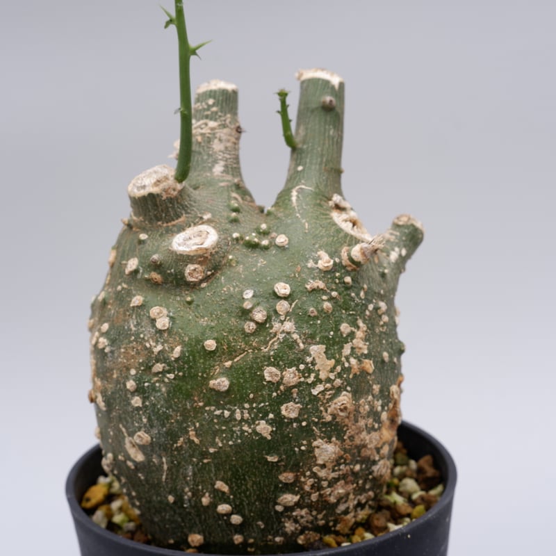 アデニア グロボーサ003 Adenia globosa | Sunny Branch