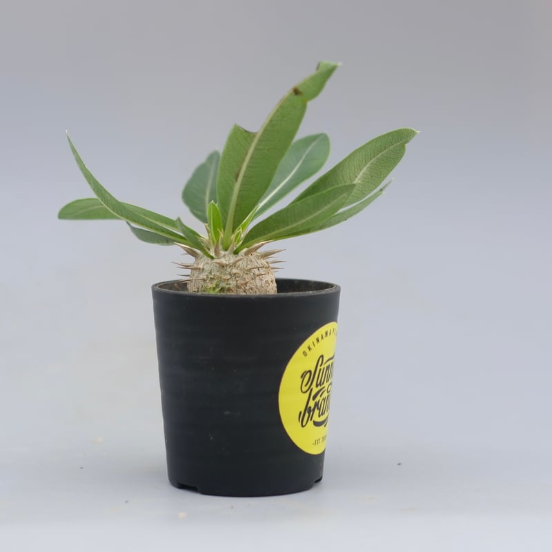 パキポディウム エニグマチカム 実生株 Pachypodium enigmaticum 010