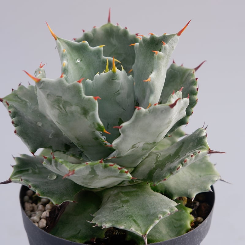 子株付き アガベ イシスメンシス 実生株 Agave isthmensis
