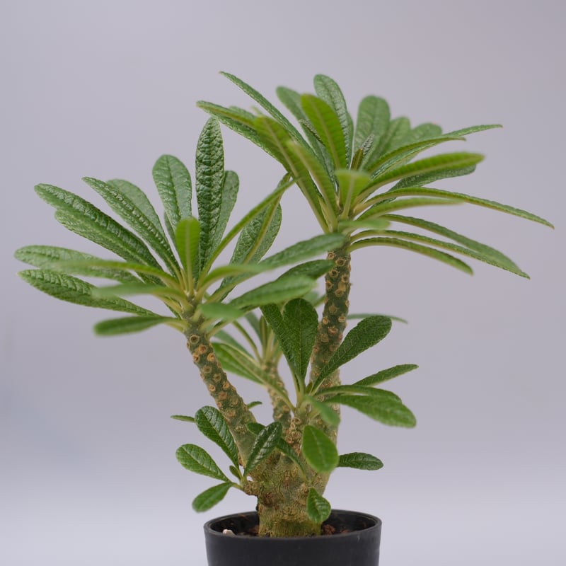 ドルステニア ギガス052 Dorstenia gigas | Sunny Branch