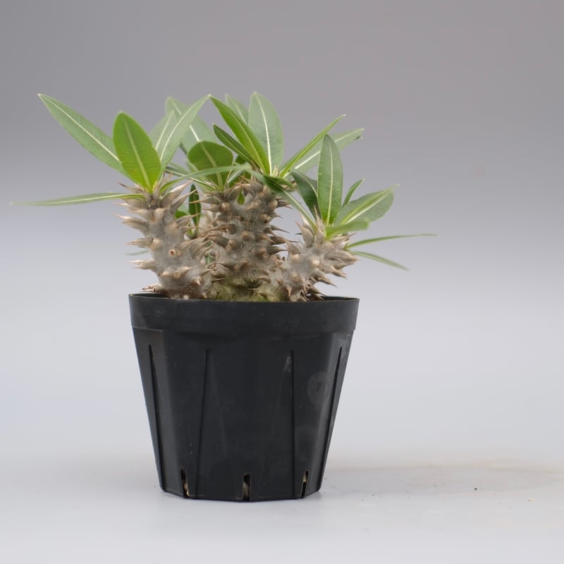 パキポディウム ロスラーツム 実生株 013 Pachypodium rosulatum