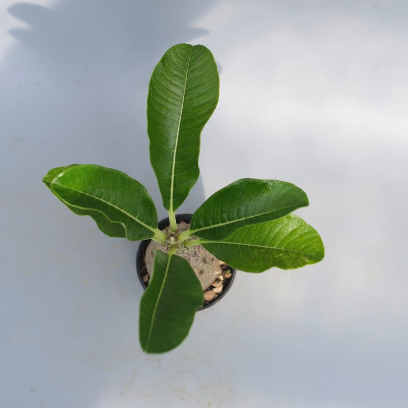 パキポディウム ウィンゾリー 実生株 068 Pachypodium windsorii