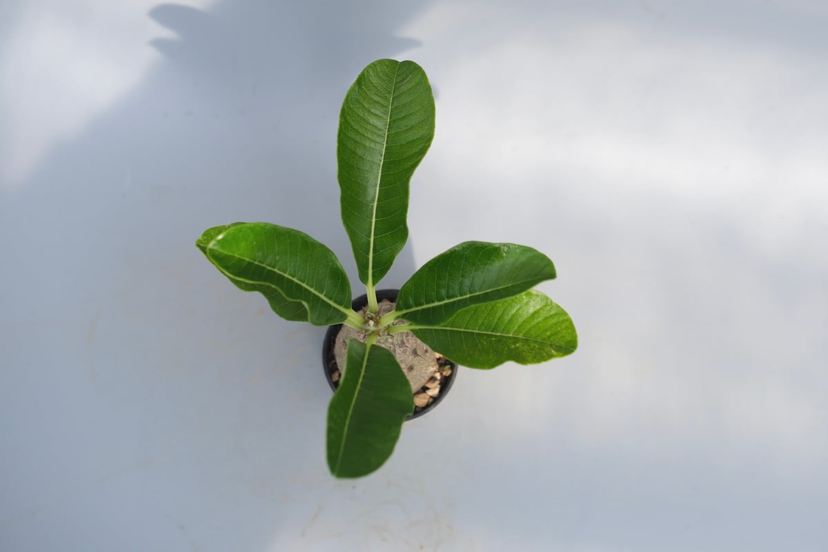 パキポディウム ウィンゾリー 実生株 068 Pachypodium windsorii |