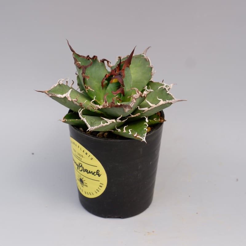 アガベチタノタagavetitanotaシーザー鉢込み アガベ チタノタ シーザー Agave titanota caesar 147 | Sunny