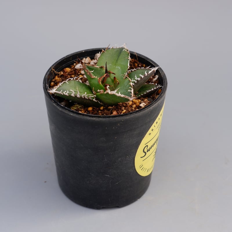 アガベ チタノタ シーザー Agave titanota caesar 082 | Sunny