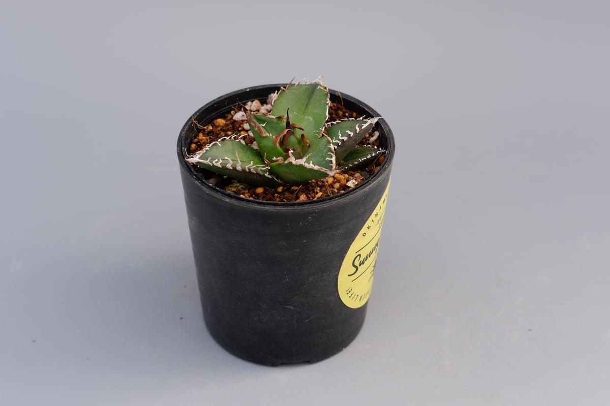 アガベ チタノタ アガベ チタノタ シーザー Agave titanota caesar 082 | Sunny