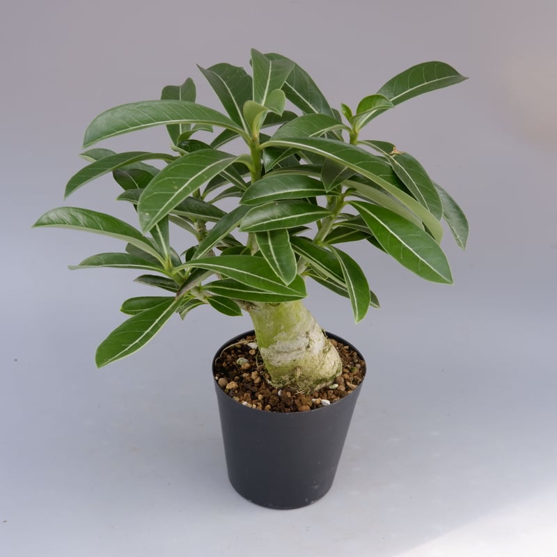 アデニウム ソマレンセ 実生株 Adenium somalense 006 | Sunny B