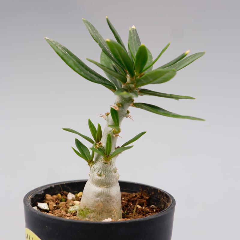 パキポディウム ビスピノーサム Pachypodium bispinosum 007 | Su