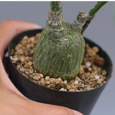 pseudobombax | STORES