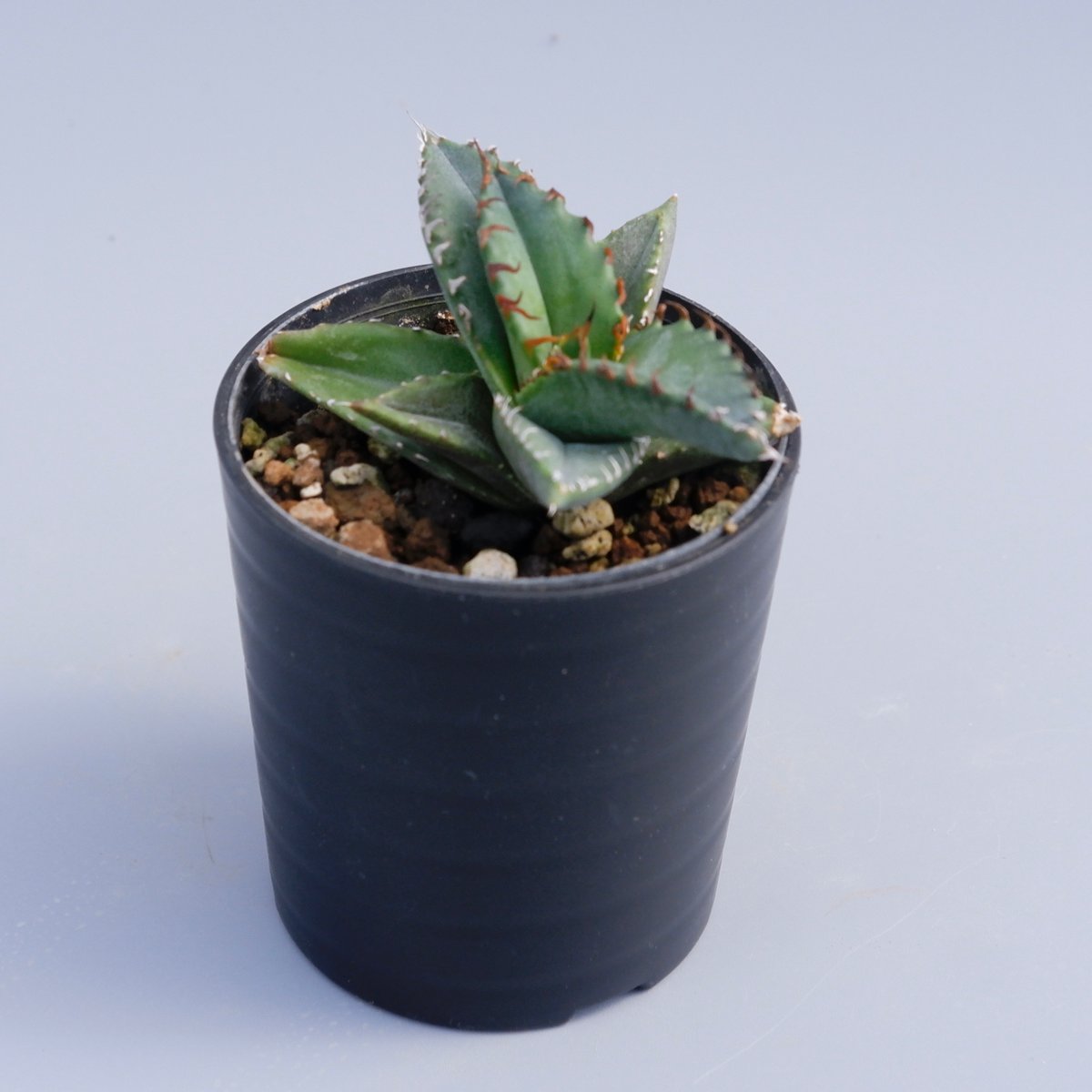 アガベ チタノタ 海王 Agave titanota 海王 001 | Sunny Branch