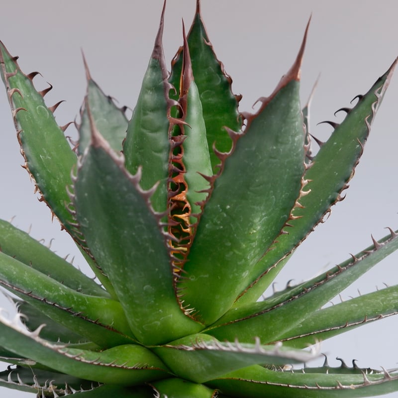 アガベ ホリダ 036 Agave horrida 強棘 | Sunny Branch