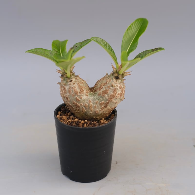 パキポディウム ウィンゾリー 実生株 089 Pachypodium windsorii |