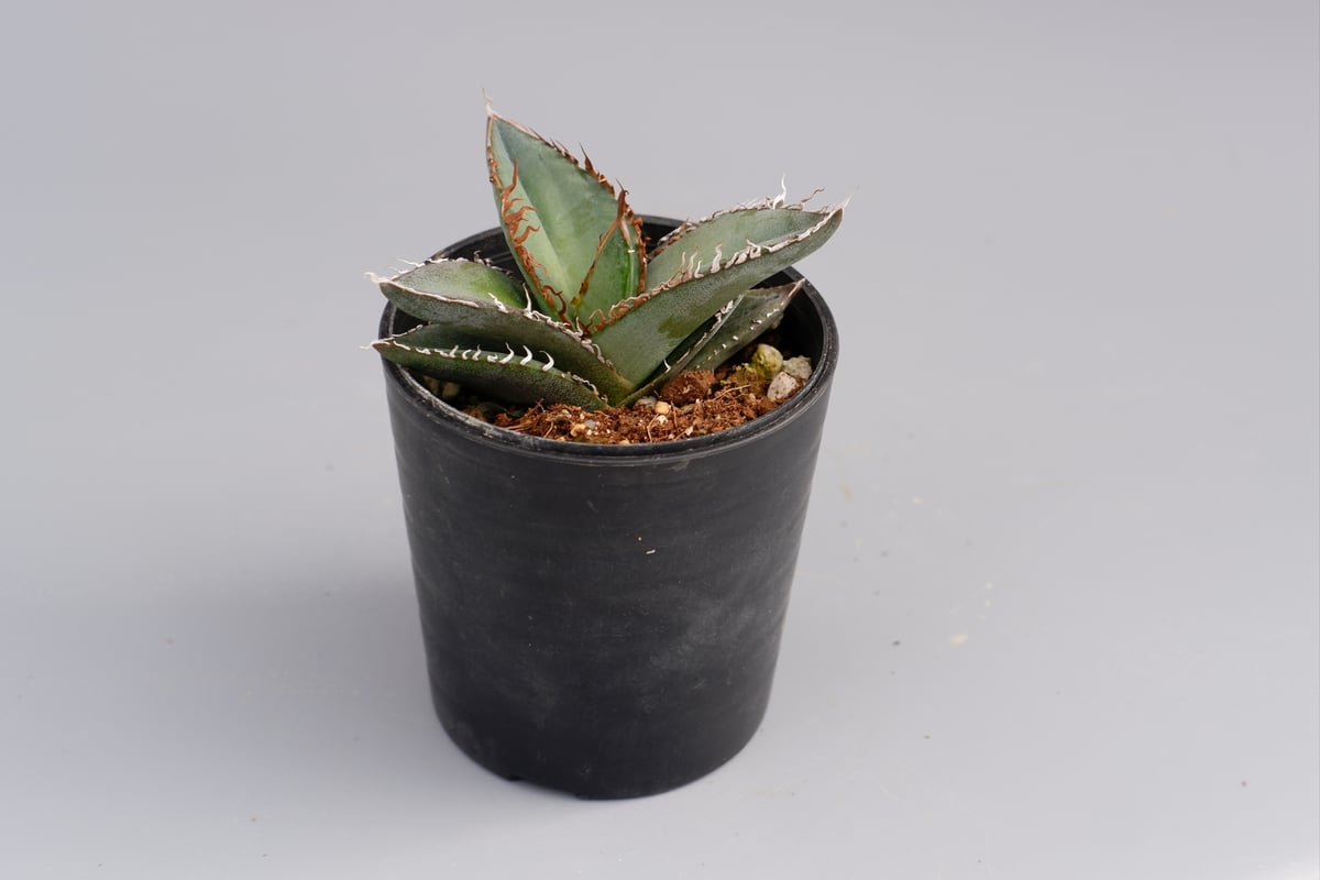 アガベ オテロイ 実生株 Agave oteroi seeding 052 | Sunny
