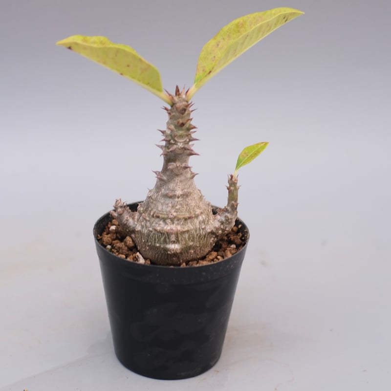 パキポディウム・ウインゾリー実生② Pachypodium Windsorii パキポディウム ウィンゾリー 実生株 115 Pachypodium windsorii |