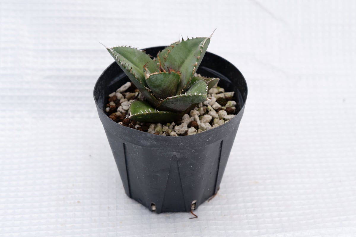 Agave Oteroi☆アガベ オテロイ FO-076 小売業者 厳龍 実生 特選株