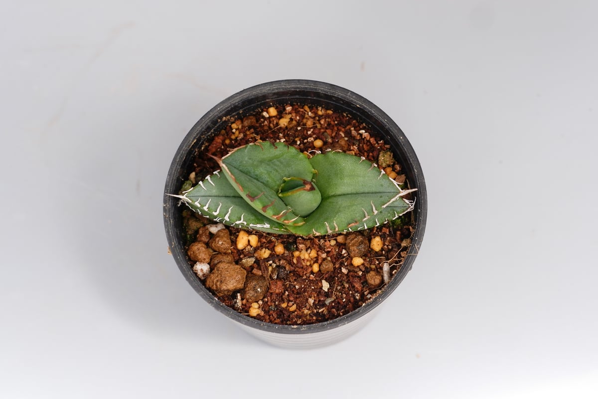 アガベ オテロイ 実生株 Agave oteroi seeding 100 | Sunny