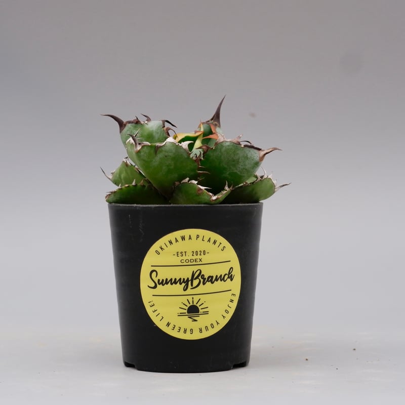 チタノタ　ブラック&ブルー　bb チタノタブラックアンドブルー | STORES